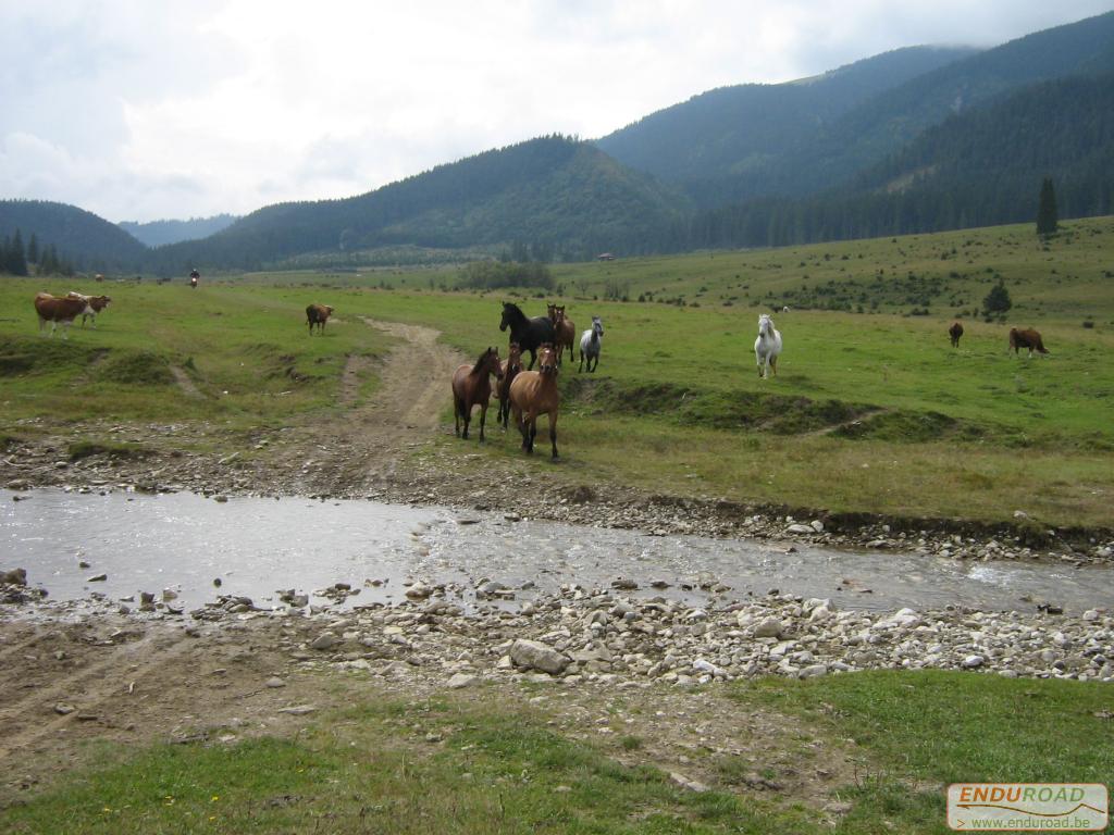 chevaux en liberte riviere 