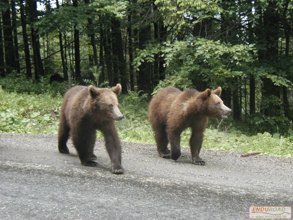 enduro rencontre avec des ours 