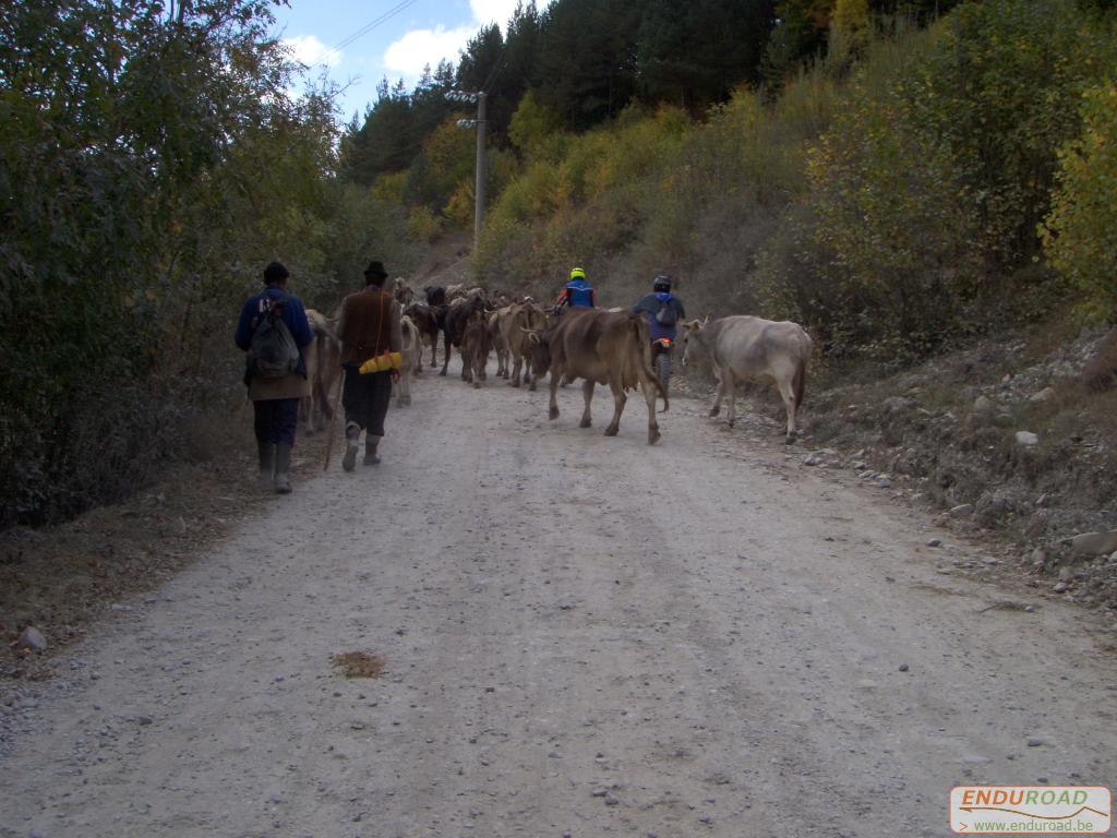 balade enduro predeal 2011 229 